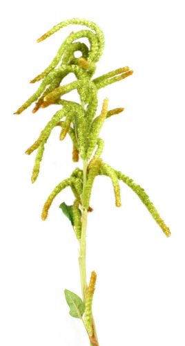 MŰVIRÁG XIANCAI CSÜNGŐ /AMARANTHUS CAUDATUS/