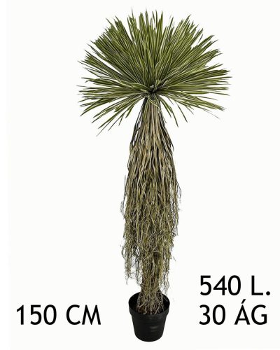 YUKKA THOMSONIANA.540L150CM