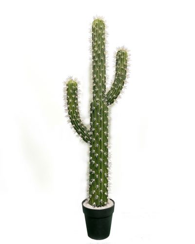 KAKTUSZ SAGUARO, CSERÉPPEL, 3 TÖRZS, ZÖLD